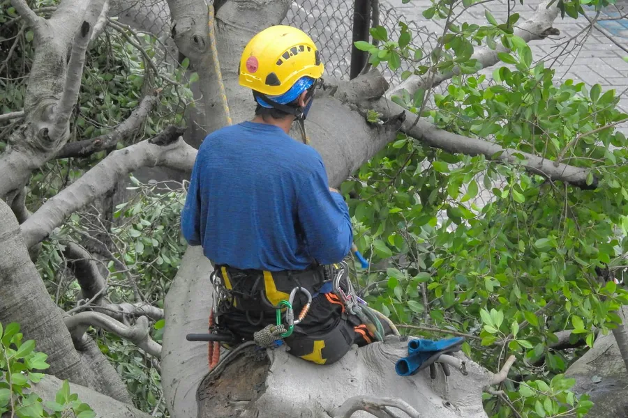 A climber in a harness pruning a canopy