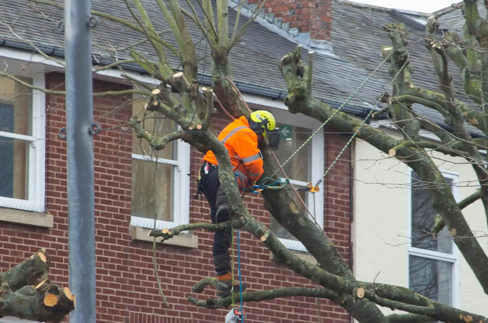 Two climbers pruning a tree beside a brick house