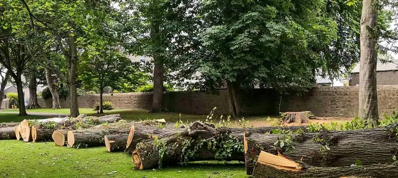 Cut log sections on a lawn after a removal